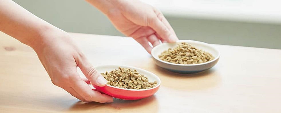 お皿に入れたこのこのごはん