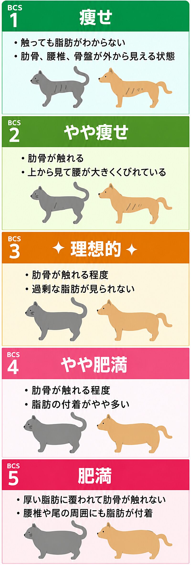 犬のBCS