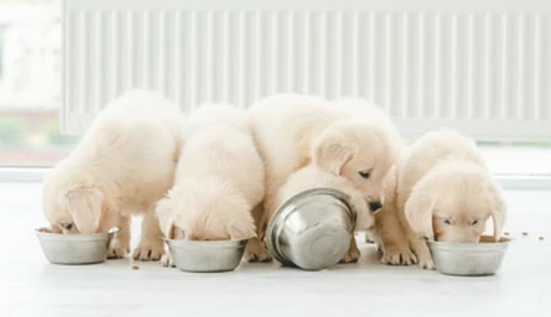 食事をする子犬