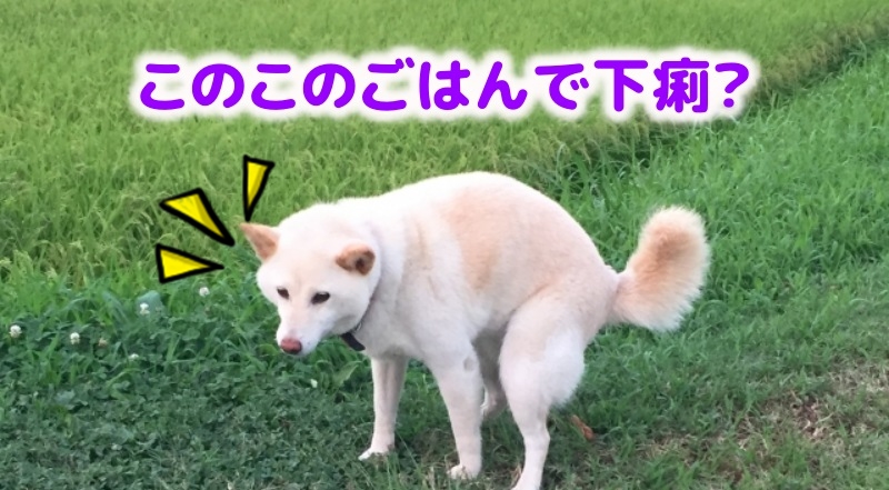 このこのごはんで下痢する愛犬
