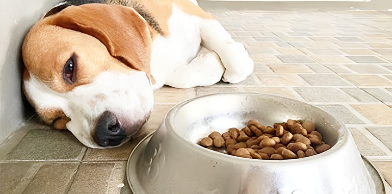 元気がない・ぐったりしている様子