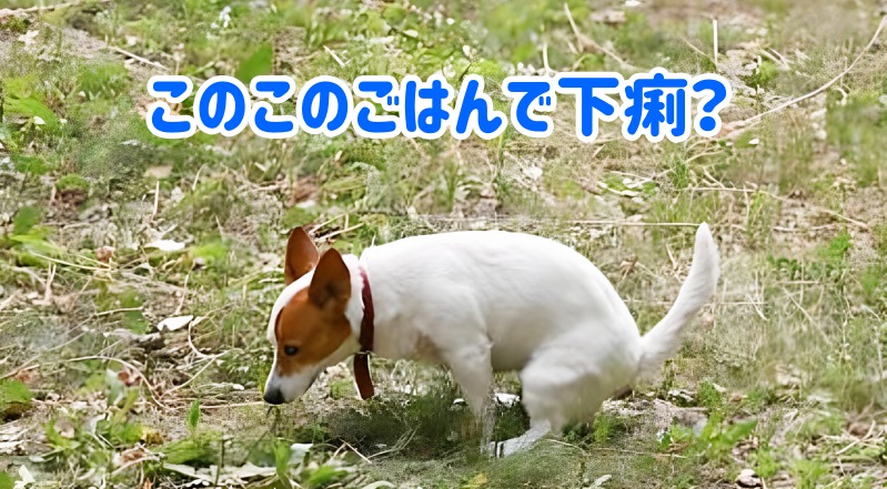 このこのごはんで下痢する愛犬