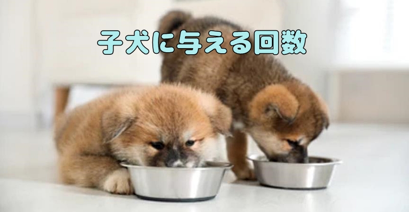 このこのごはんを食べる子犬の様子