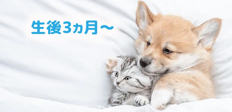 生後3ヶ月(離乳が完了した子犬)から与えられるドッグフードです