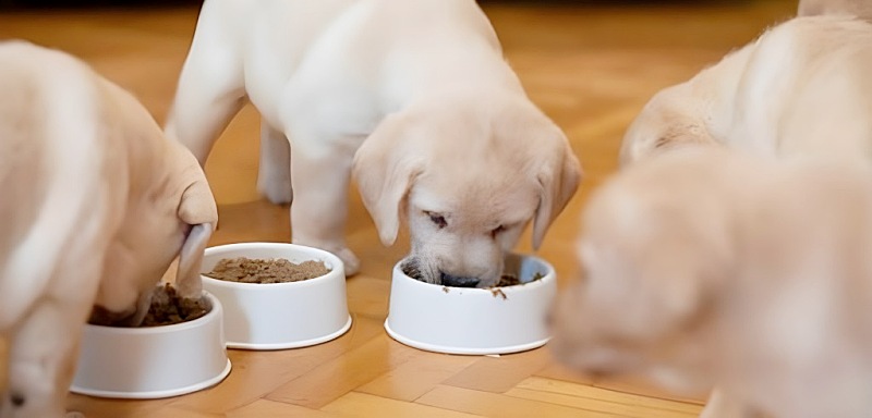 食事をする子犬