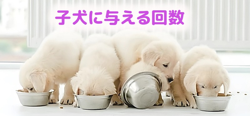 このこのごはんを食べる子犬の様子