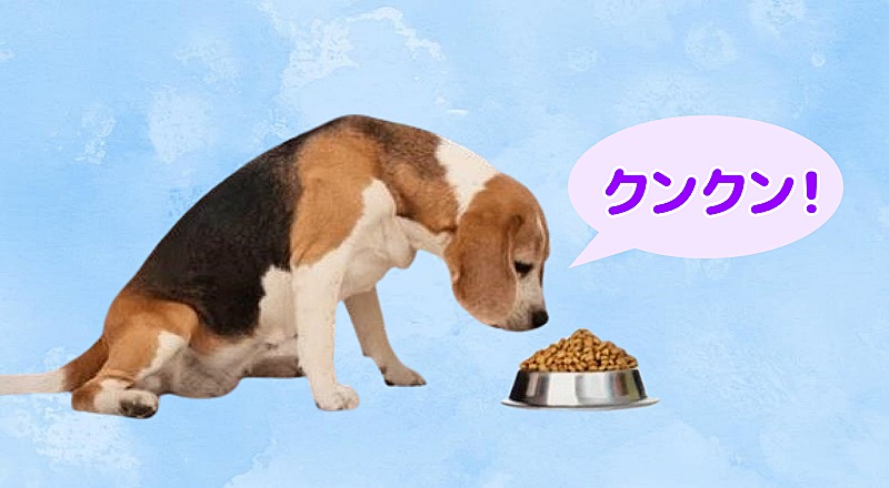フードの匂いを嗅ぐ犬