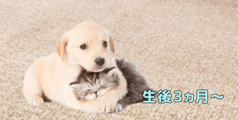 生後3ヶ月（離乳が完了した子犬）から与えられるドッグフードです