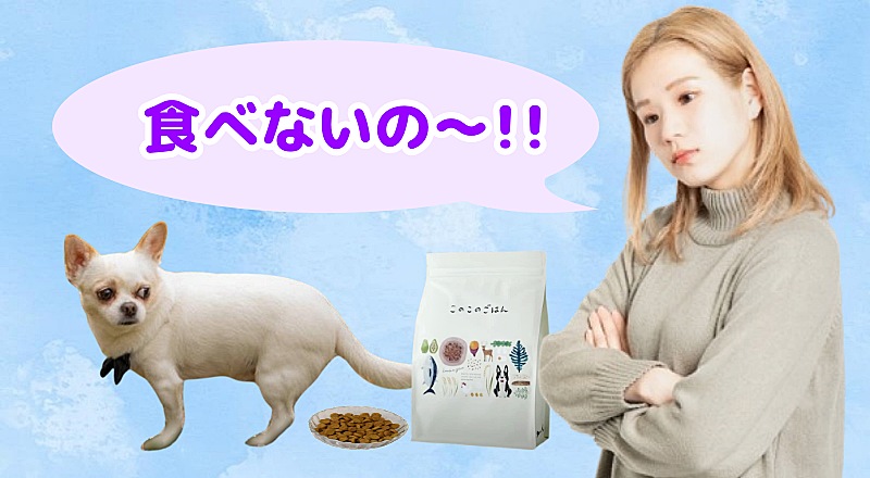 このこのごはんの食いつきが悪い