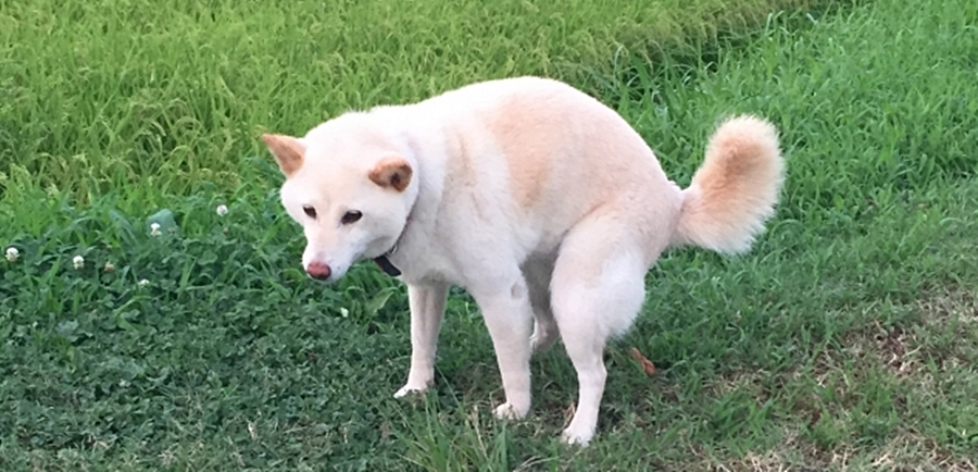 下痢する犬