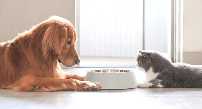 犬と猫
