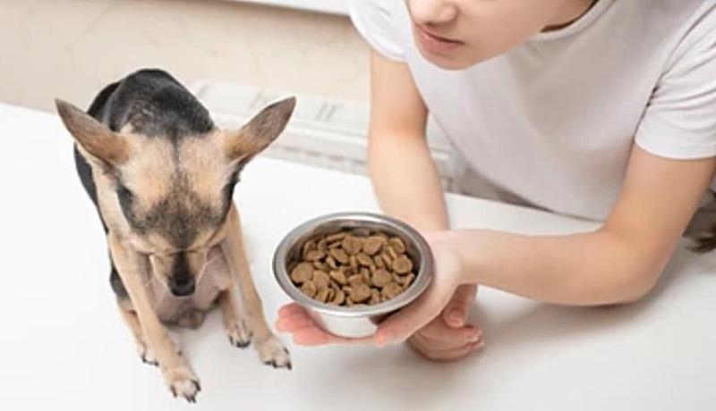 「このこのごはん」を食べない愛犬