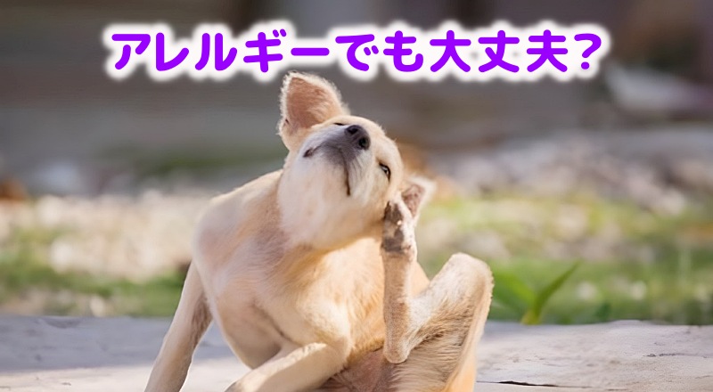 アレルギーの犬