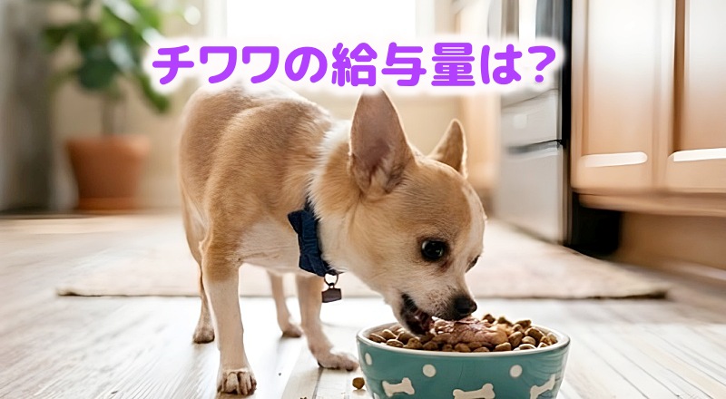 このこのごはんチワワの量