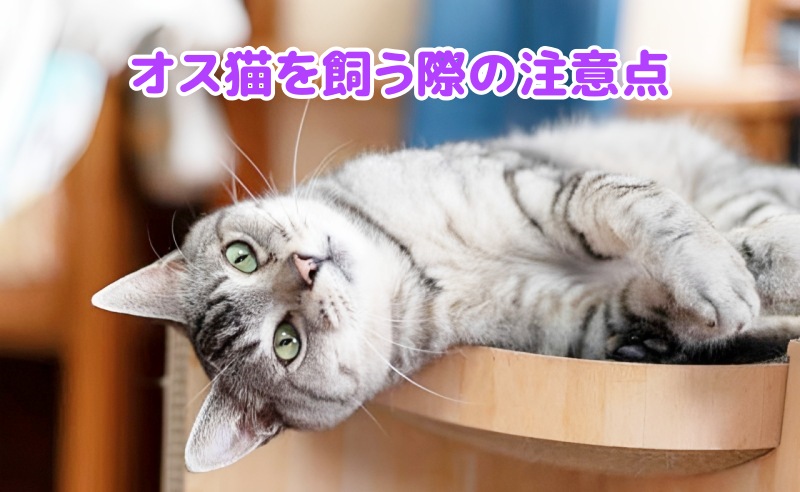 キジトラのオス猫