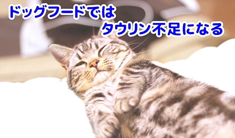 体調が悪い猫