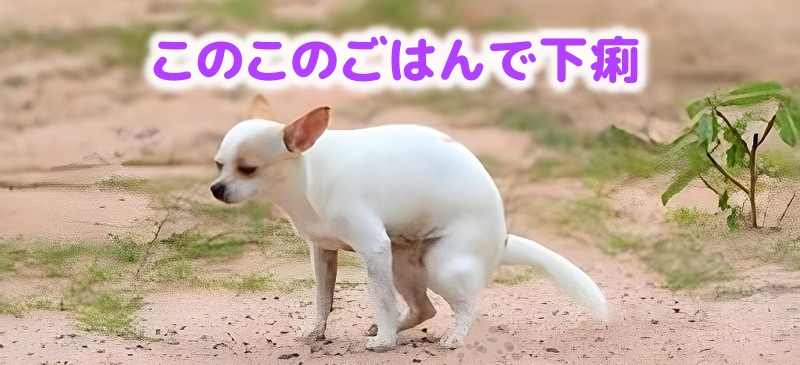 下痢する愛犬の様子