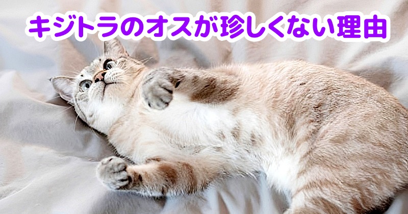 キジトラ猫