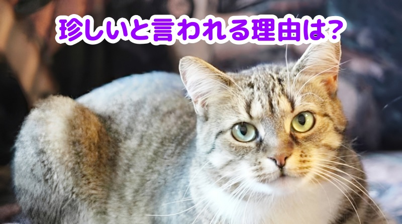 キジトラ猫