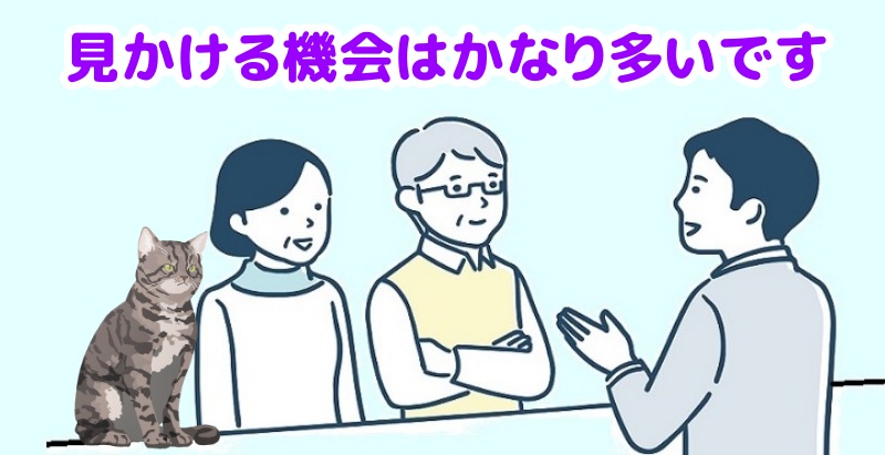 キジトラ猫は良く見かけると言う専門家