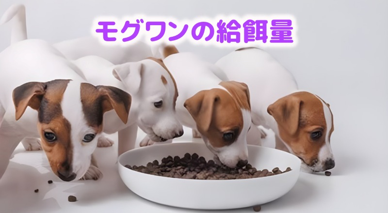 モグワンを食べる愛犬