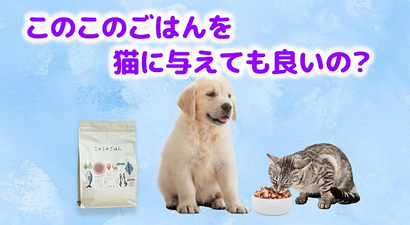 このこのごはんを猫が食べる様子