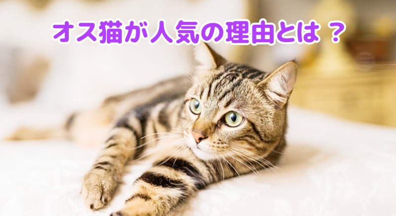 キジトラオス猫