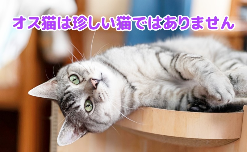 キジトラ猫オス