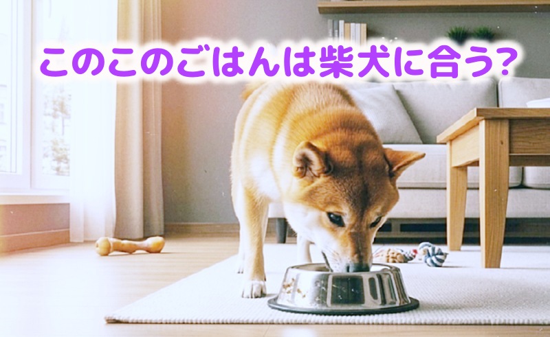 このこのごはんを柴犬が食べる様子