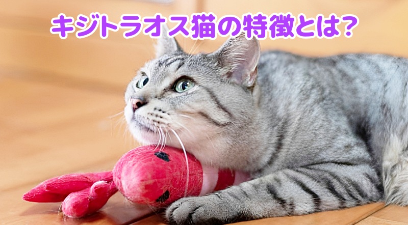 キジトラオス猫