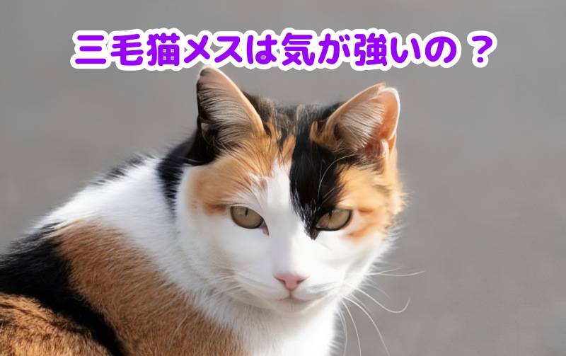 三毛猫メス