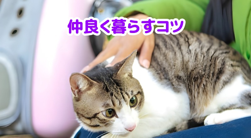 キジトラハチワレ