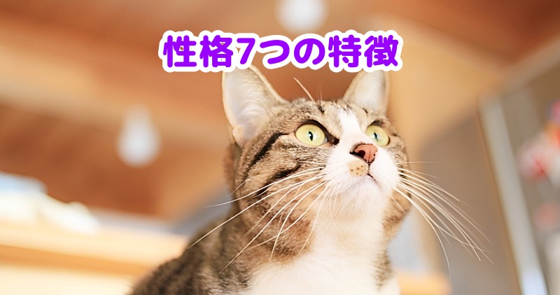 キジトラハチワレ