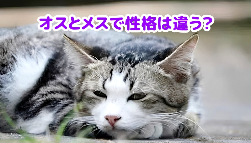キジトラハチワレ