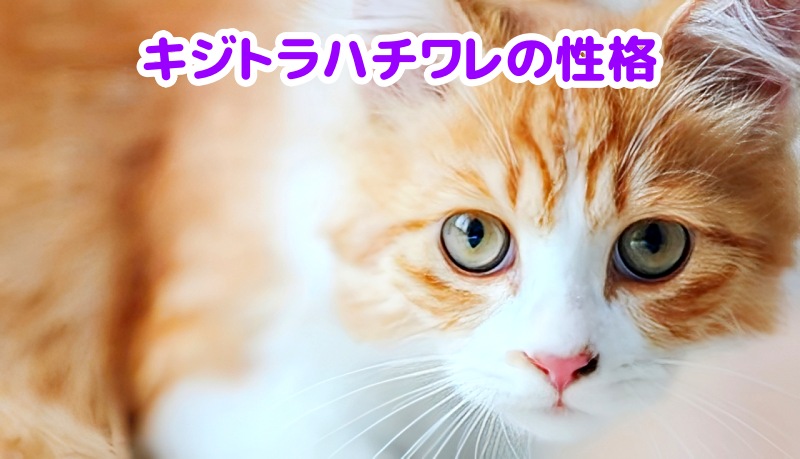 キジトラハチワレ