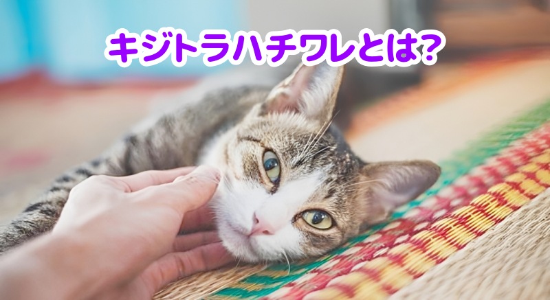 キジトラハチワレ