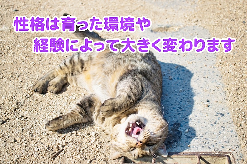 キジトラ猫