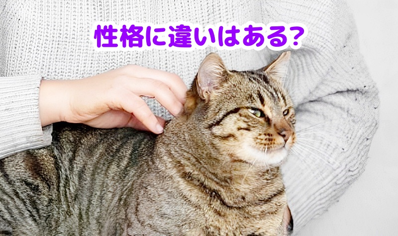 キジトラ猫