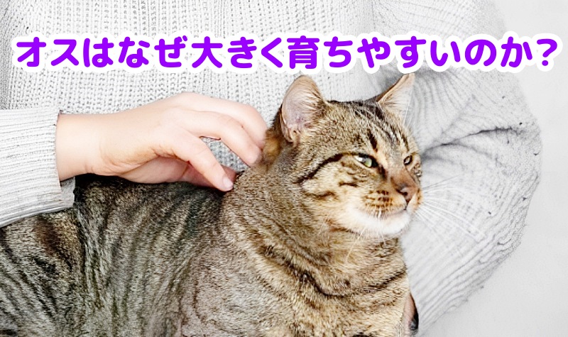 キジトラのオス