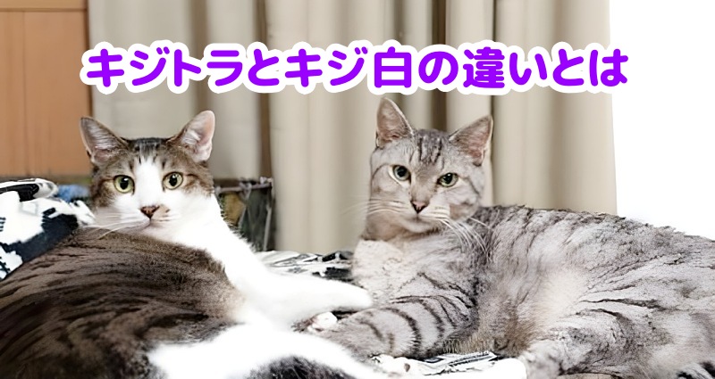 キジトラとキジ白