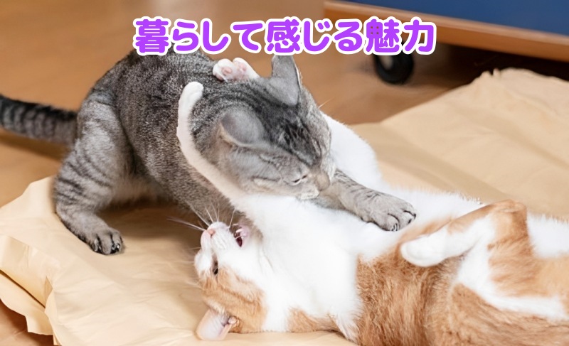キジトラ猫