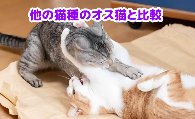 キジトラ猫