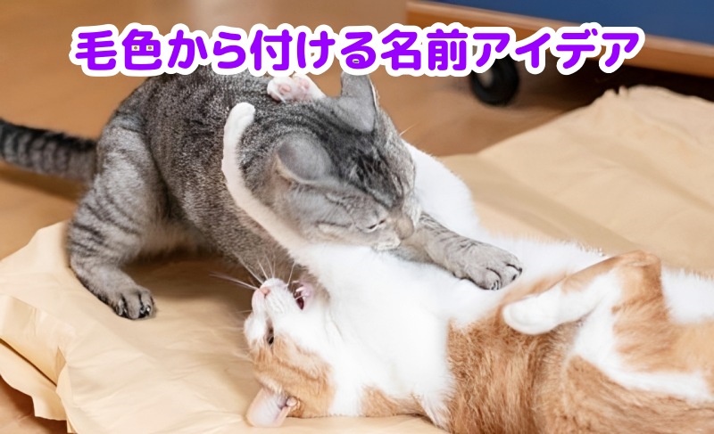 2匹のキジトラ猫