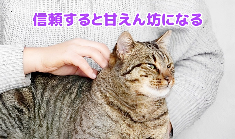 キジトラが甘える様子
