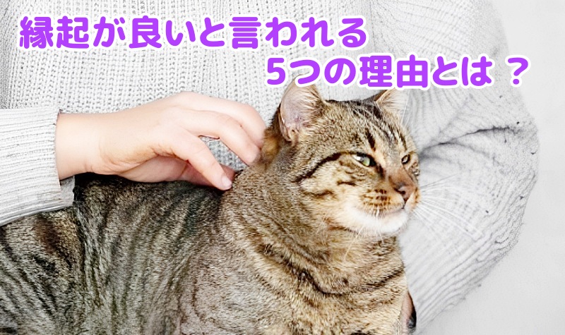 キジトラ猫