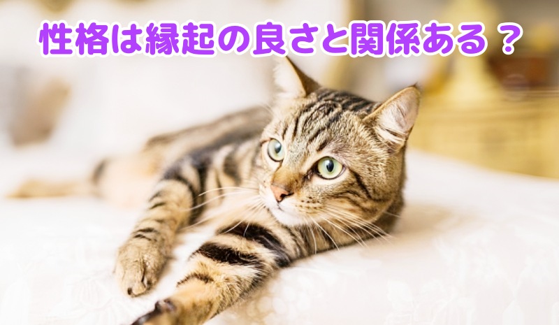 キジトラ猫
