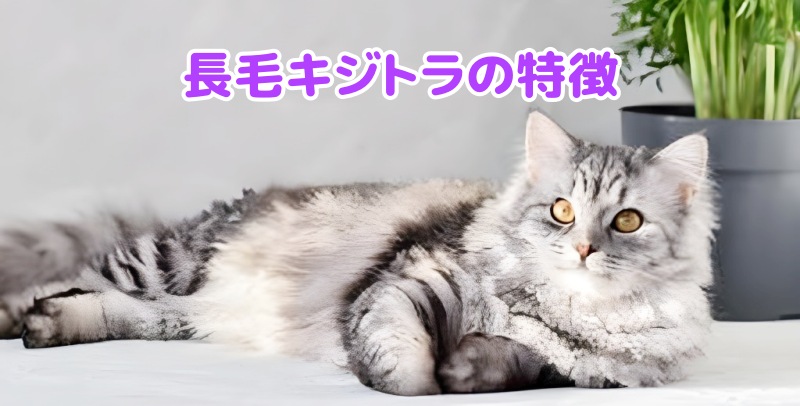 長毛のキジトラ猫