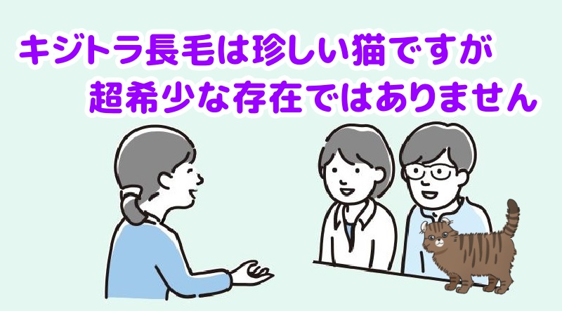 キジトラ長毛は珍しい猫ですと言う専門家