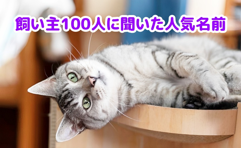 キジトラ猫