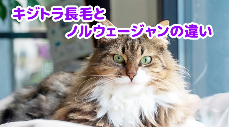 ノルウェージャン